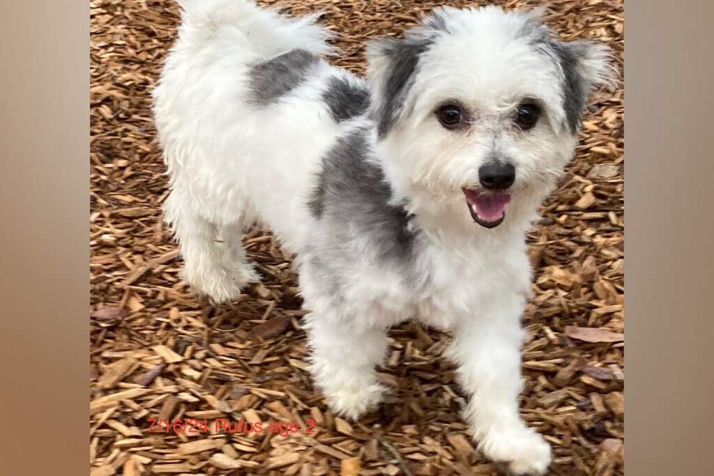 Black and gray poodle mix posing in mulch.