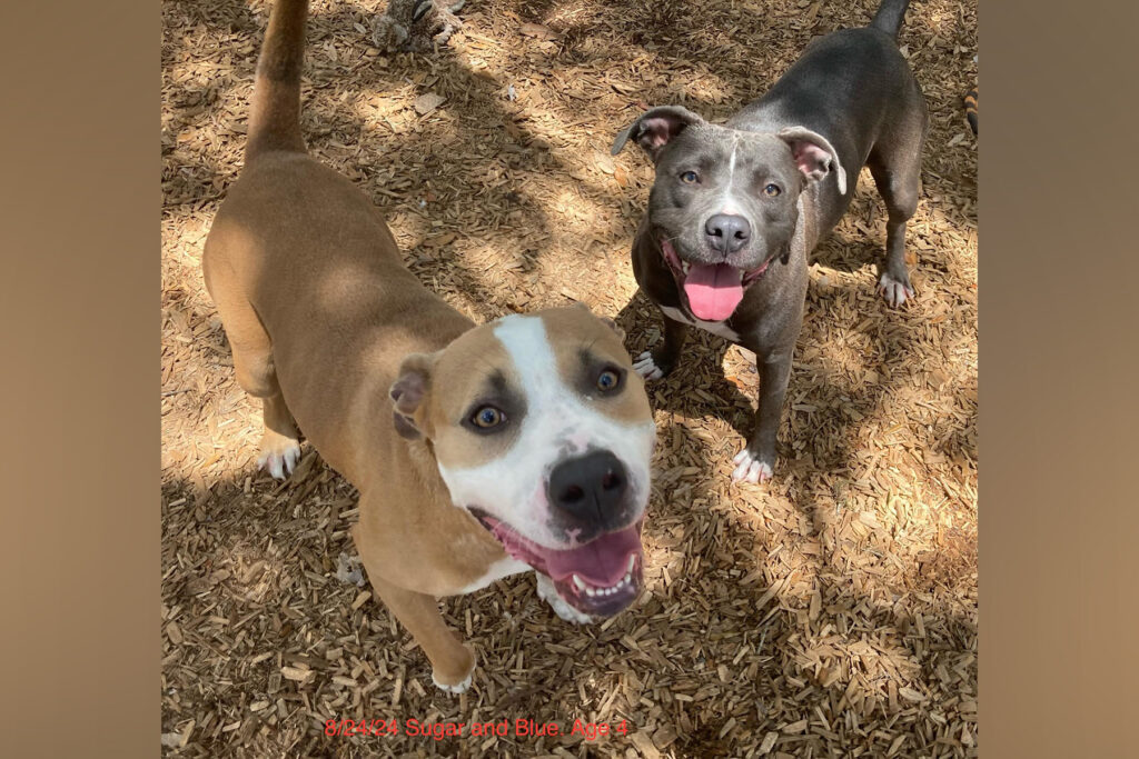 Two dogs in St. Johns County stare into the camera.