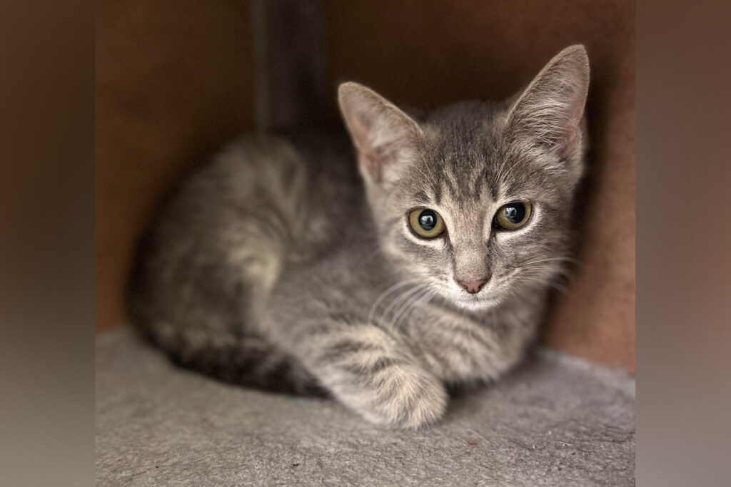 Gray kitten huddled in a corner.