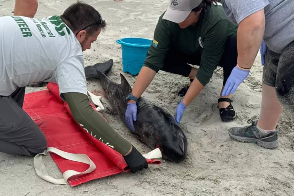 Dying baby whale on a St. Augustine Beach.