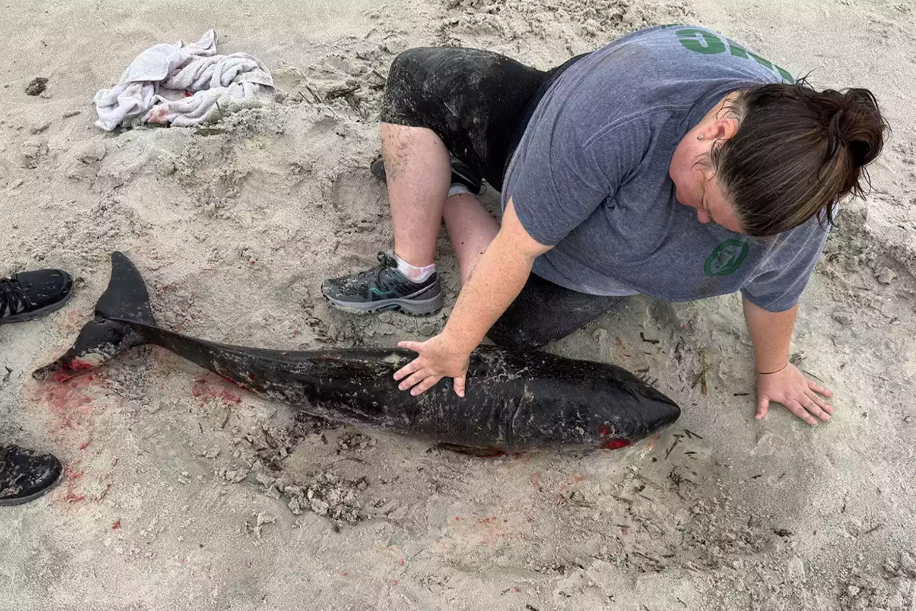 Woman has hand on a dead sperm whale on the beach.