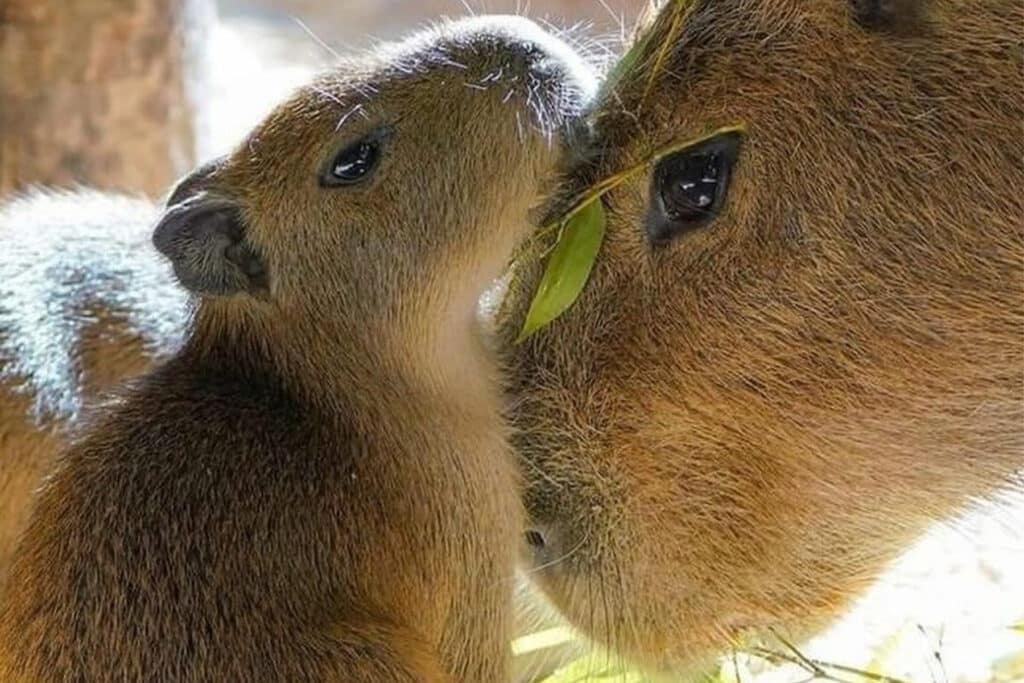 capybaras