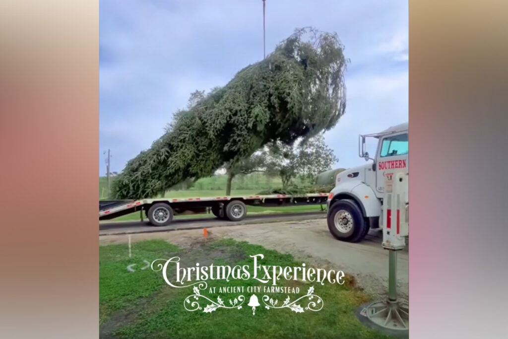 A large spruce tree on the back of a truck.