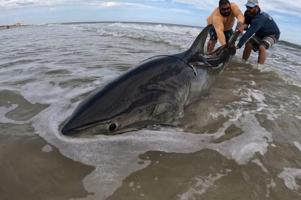 Picture of a shark