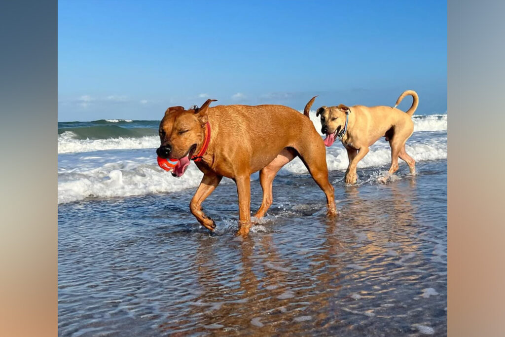 Picture of two dogs on beach