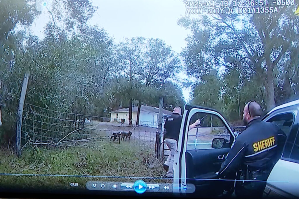 Two dogs shows behind in a fence in bodycam footage.