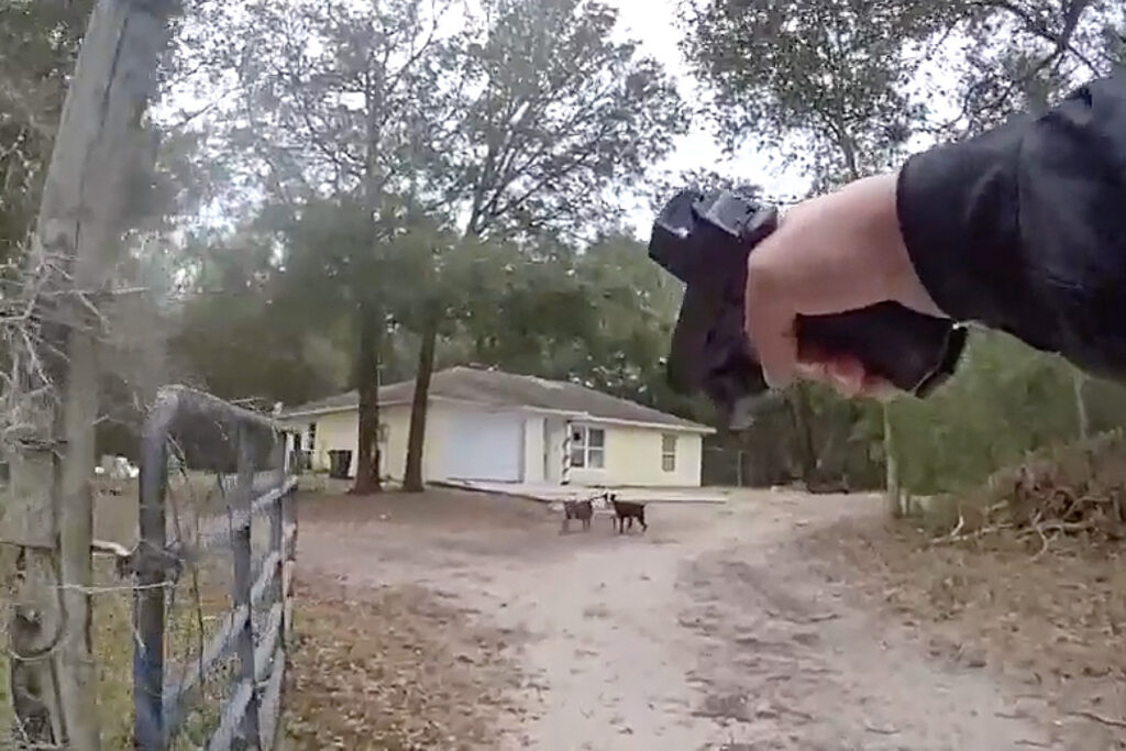 Pair of pit bulls in a dirty yard with a deputy training a gun on them.