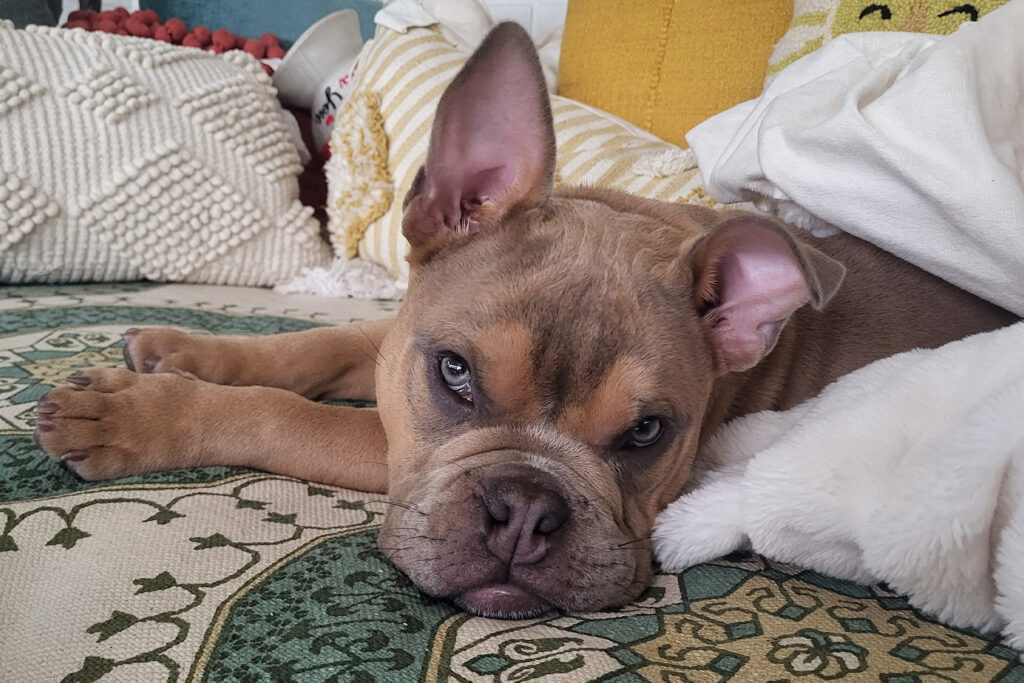 picture of a puppy