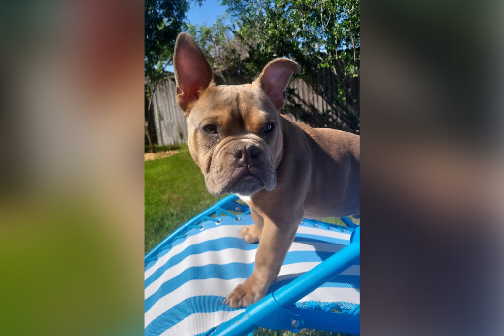 Micro bully puppy lounging a blue lawn chair in a backyard.