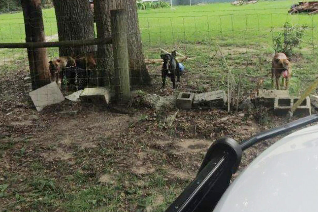 Several pit bulls behind a fence in front a green lawn.