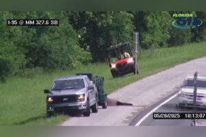 dead bear on side of the road