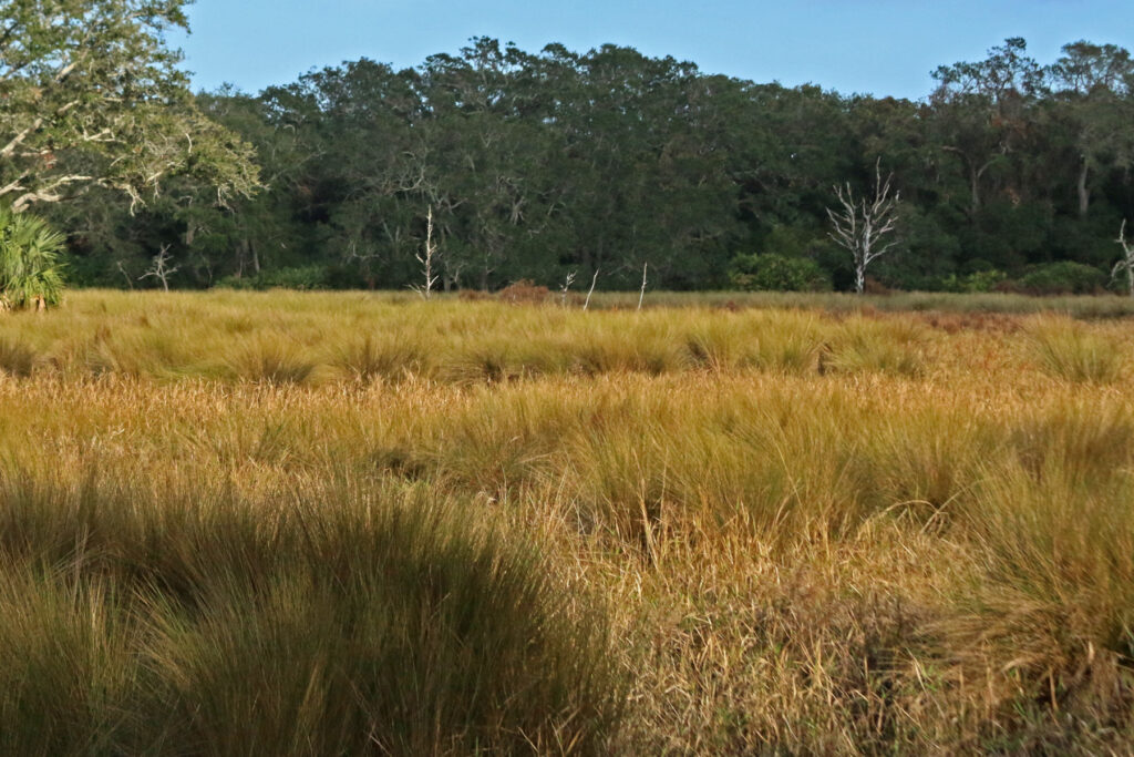 Open land