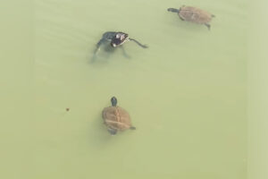 two turtles and a gator