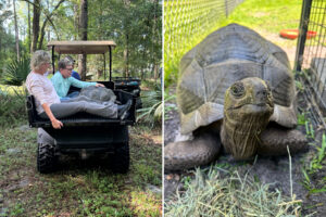 Tortoise and owner