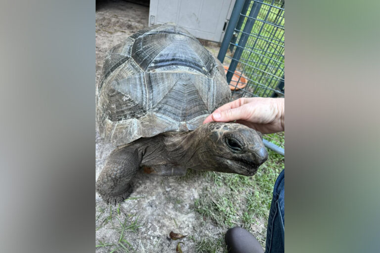 giant tortoise