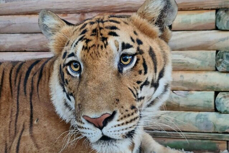tiger